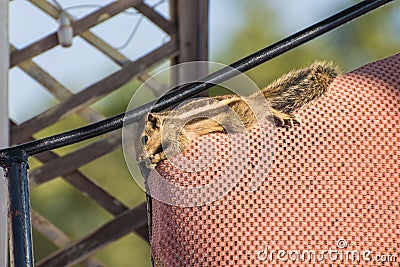 Indian palm squirrel (Funambulus palmarum) relaxes on the top of armchair's backrest Stock Photo