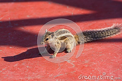 Indian palm squirrel (Funambulus palmarum) sits on red floor Stock Photo