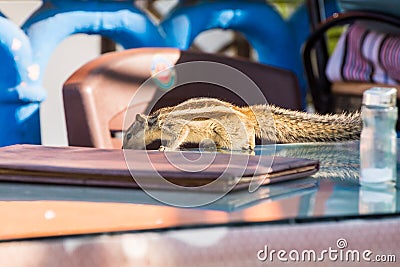 Indian palm squirrel (Funambulus palmarum) on a table Stock Photo