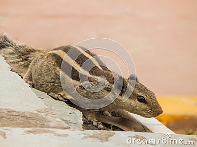 Indian palm squirrel having three stripes on a wall. Stock Photo