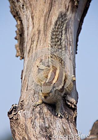 Indian palm squirrel Stock Photo