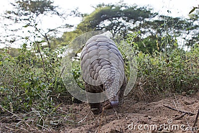 Indian pangolin or anteater or Kidikhau Manis crassicaudata in late evening passes by camera trap Stock Photo