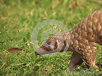 Indian pangolin Stock Photo