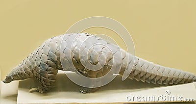 Indian pangolin preserved body Stock Photo