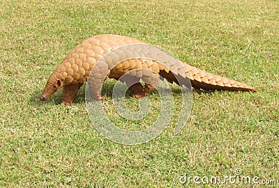 The Indian Pangolin Stock Photo