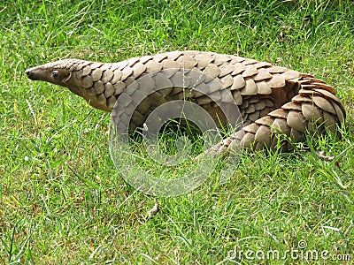 The Indian Pangolin Stock Photo