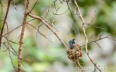 Indian Paradise Flycatcher and nest Stock Photo