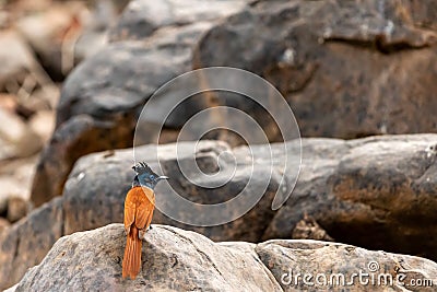 Indian paradise flycatcher or Terpsiphone paradisi or asian paradise flycatcher perched on the rocks in natural cool place Stock Photo