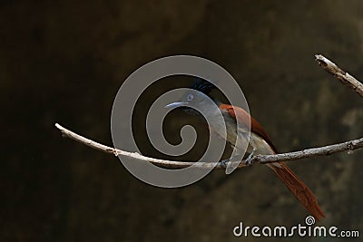 Indian paradise flycatcher Terpsiphone paradisi male , rufous morph Stock Photo