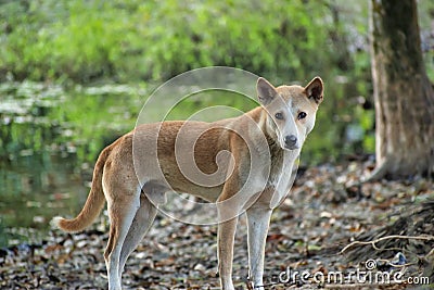 Indian pariah dog. Stock Photo