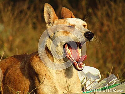 The Indian pariah dog Canis lupus familiaris. Stock Photo