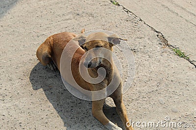 Indian pariah dog or Indian native dog or Indian street Dog is sitting and resting on a open street. Stock Photo