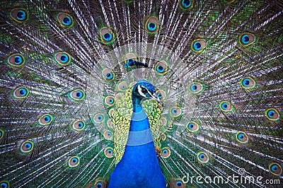 Indian Peacock with fanned tail. Stock Photo