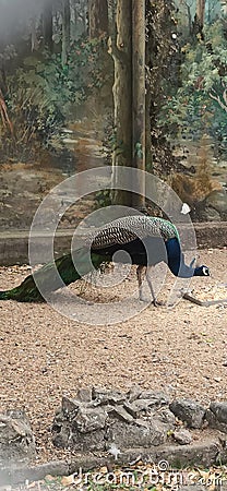 Indian Peacock full grown Stock Photo