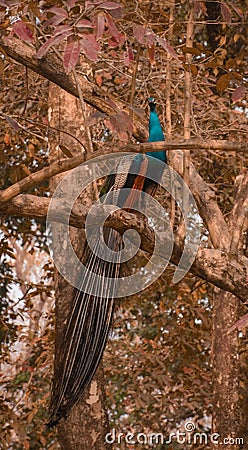 Indian peacock at Manas National Park and Heritage Site Assam . Beautiful colorful bird . Stock Photo