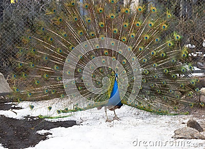Indian peacock Stock Photo
