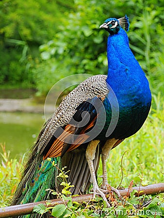 Indian Peafowl Stock Photo