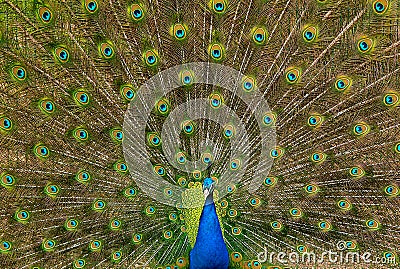 Indian Peafowl Stock Photo