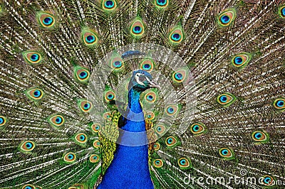 Indian Peafowl (Pavo cristatus) Stock Photo