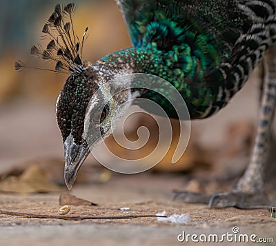 Indian peafowl Pavo cristatus, also known as the common peafowl, and blue peafowl, eating a caterpillar. Close up Stock Photo