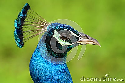 Indian Peafowl, Pavo cristatus, detail head portrait, blue and green exotic bird from India and Sri Lanca Stock Photo