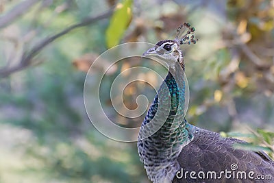 Indian Peafowl Stock Photo