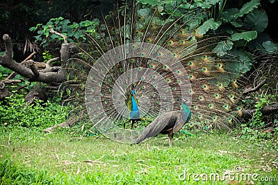 Indian Peafowl Seduction Stock Photo