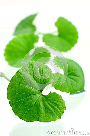Indian pennywort brain tonic herbal plant. Stock Photo