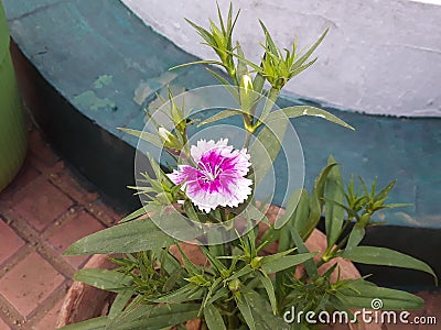 The Indian phlox flower plant.phlox or patua bud flower green leaf plant Stock Photo