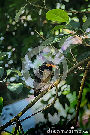 an indian pied myna bird on a branch of a tree Stock Photo