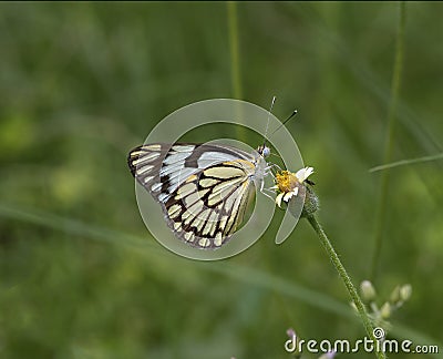 Indian Pioneer butterfly on the flower Stock Photo