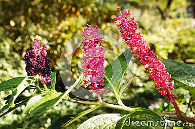 Indian poke, or pokeberry (phytolacca acinosa). triple portrait. Stock Photo