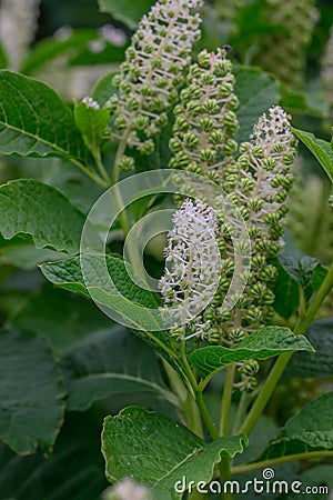 Indian pokeweed phytolacca acinosa, white flowers Stock Photo