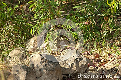 Indian pond heron Ardeola grayii on a rock. Stock Photo