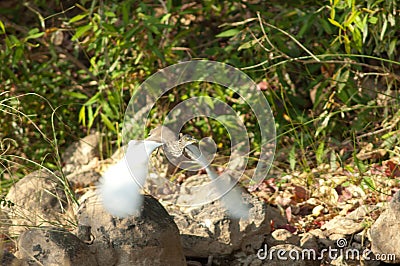 Indian pond heron Ardeola grayii taking flight. Stock Photo