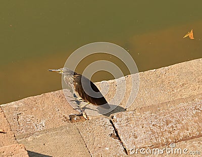 Indian Pond Heron Stock Photo