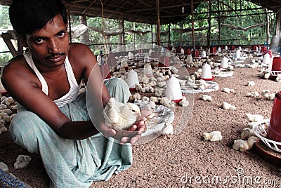 INDIAN POULTRY FARM Editorial Stock Photo