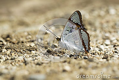 Indian purple emperor, Mimathyma ambica, Namdapha Tiger Reserve, Arunachal Pradesh, India Stock Photo