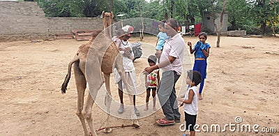 Indian rajasthani camel in village Editorial Stock Photo