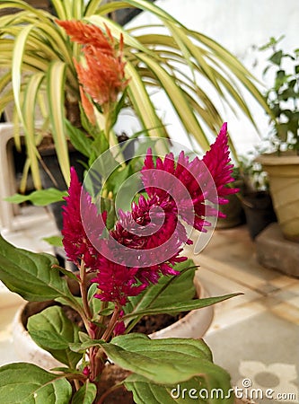 Indian rare flowers Stock Photo