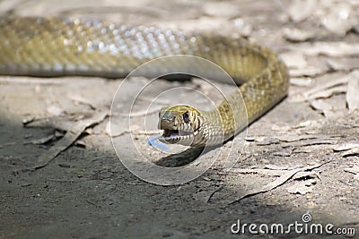 Indian Rat Snake Ptyas mucosa Mouth Open Stock Photo