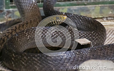 Indian Rat Snake Ptyas mucosa Stock Photo