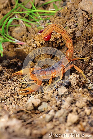 Indian Red Tail Scorpion, Hotenttota tamulus, Saswad, Pune District, Maharashtra Stock Photo