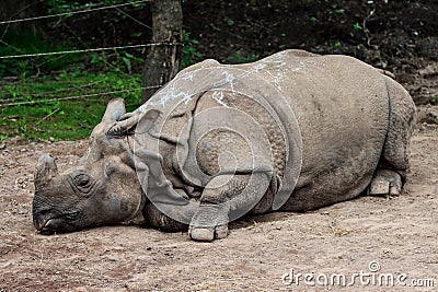 Indian Rhino, possessing body like armor, its skin is a highly distinctive characteristic Stock Photo