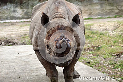 The mighty Indian Rhinoceros staring at the camera Stock Photo