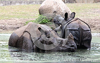 Indian rhinoceros or greater one-horned rhinoceros Stock Photo