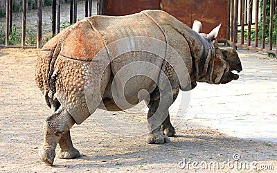 Indian rhinoceros or greater one-horned rhinoceros Stock Photo