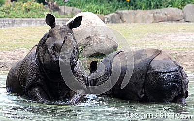 Indian rhinoceros or greater one-horned rhinoceros Stock Photo