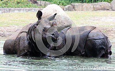 Indian rhinoceros or greater one-horned rhinoceros Stock Photo