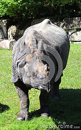 Indian rhinoceros or greater one-horned rhinoceros Stock Photo